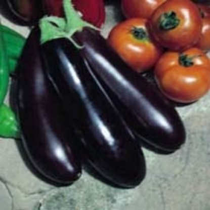 Picture of Aubergine Long Purple